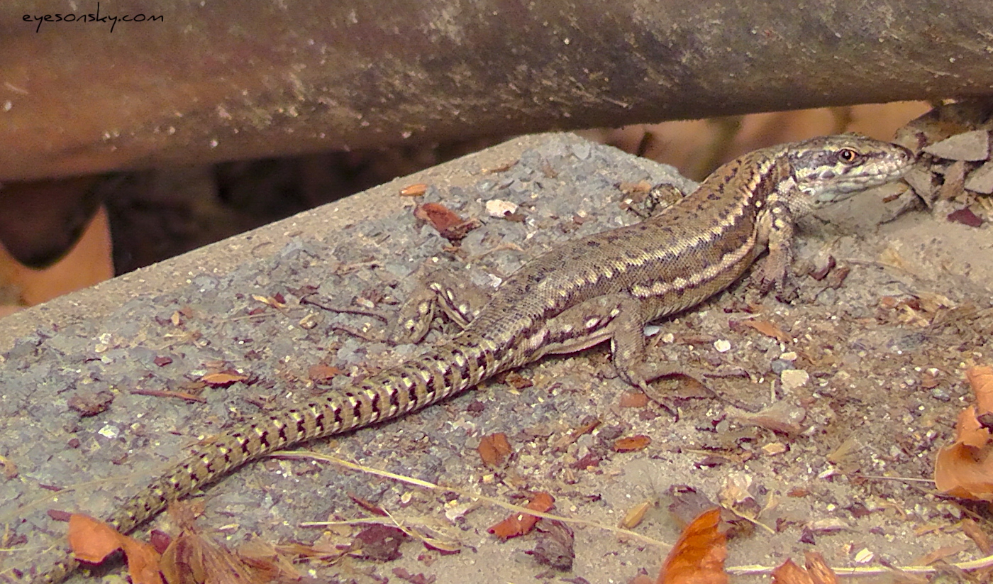 Nature/Reptiles/Lézard des murailles.jpg